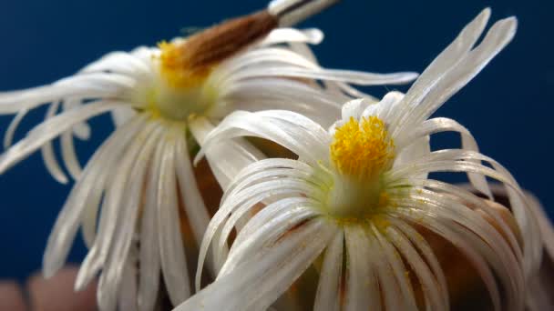 Pollination Brush Flower African Plant Lithops — Stock Video