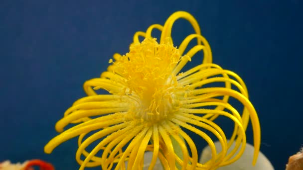 Gelbe Blüte Der Afrikanischen Sukkulenten Lithops Lithops — Stockvideo
