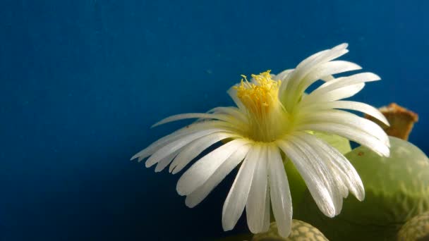 Polinização Com Uma Escova Uma Flor Fábrica Africana Lithops — Vídeo de Stock