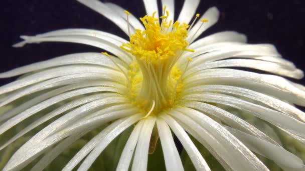 Flor Blanca Plantas Suculentas Africanas Lithops — Vídeos de Stock