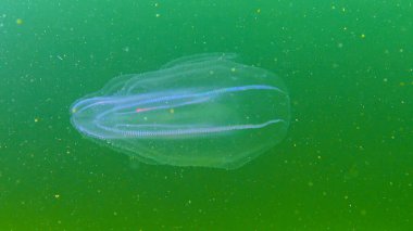 Ctenophorlar, Karadeniz 'in taraklı istilacısı, denizanası Mnemiopsis leyleği. Karadeniz