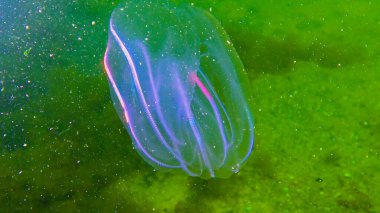 Ctenophores, comb invader to the Black Sea, jellyfish Mnemiopsis leidy. Black Sea clipart