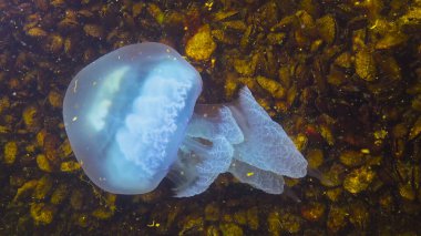 Çirkin denizanası. Dokunaçlara yakın çekim. Kalınlıkta yüzen (Rhizostoma pulmo), genellikle varil denizanası, fırfırlı ağızlı denizanası olarak bilinir). Karadeniz 
