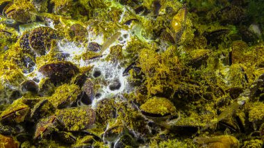 Kumun yüzeyindeki deniz mantarı, Karadeniz. Denizin ekolojisi, kirlilik.