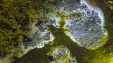 Kumun yüzeyindeki deniz mantarı, Karadeniz. Denizin ekolojisi, kirlilik