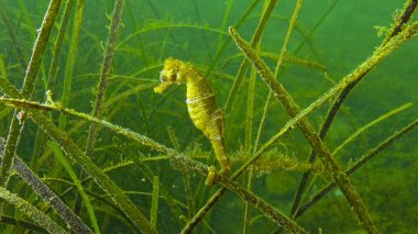 Deniz çimi Zostera 'nın çalılıklarında kısa burunlu deniz atı (Hipokampüs hipokampüsü). Karadeniz. Odessa Körfezi.
