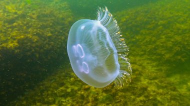 Karadeniz faunası. Aurelia aurita (Ay denizanası, Ay denizanası, yaygın denizanası, veya çay tabağı denizanası)