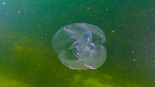 Ктенофор Гребенчатый Захватчик Черного Моря Медуза Mnemiopsis Leidy Черное Море — стоковое фото