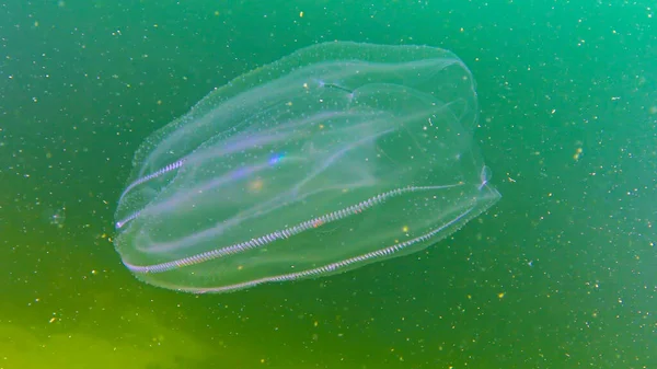 Ctenophores Εισβολέας Χτένα Στη Μαύρη Θάλασσα Μέδουσες Mnemiopsis Leidy Μαύρη — Φωτογραφία Αρχείου