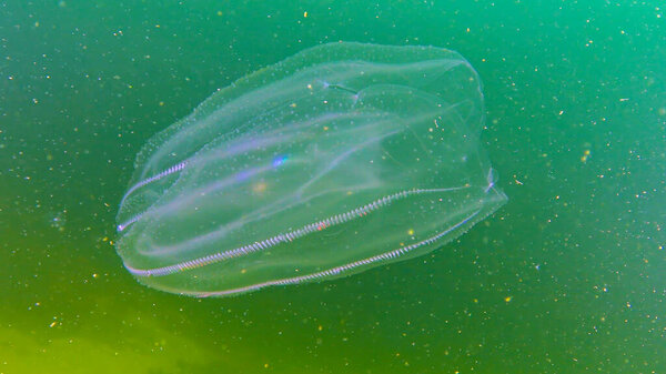 Ctenophores, comb invader to the Black Sea, jellyfish Mnemiopsis leidy. Black Sea