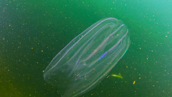 Ctenophores Εισβολέας Χτένα Στη Μαύρη Θάλασσα Μέδουσες Mnemiopsis Leidy Μαύρη — Φωτογραφία Αρχείου