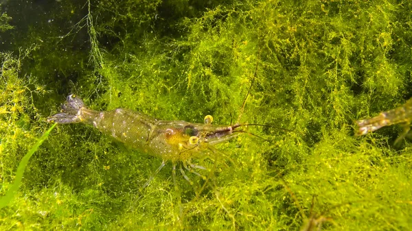 Garnélarák Tengerfenéken Palaemon Adspersus Közismert Nevén Balti Garnélarák Fekete Tengeri — Stock Fotó