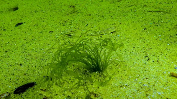 Algas Mar Negro Algas Verdes Ulva Enteromorpha Fundo Mar Mar — Fotografia de Stock