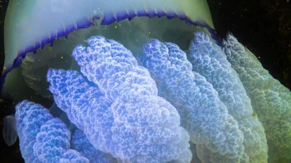 触角的特写 在水母 Rhizostoma Pulmo 中漂浮 通常被称为桶状水母 Barrel Jellyfish 黑海地区 — 图库照片