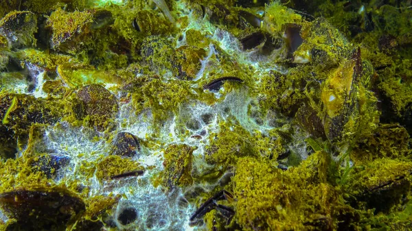 Mariene Schimmel Het Zandoppervlak Zwarte Zee Ecologie Van Zee Verontreiniging — Stockfoto