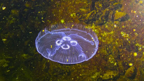 Fauna Del Mar Negro Aurelia Aurita Jalea Lunar Medusa Lunar — Foto de Stock