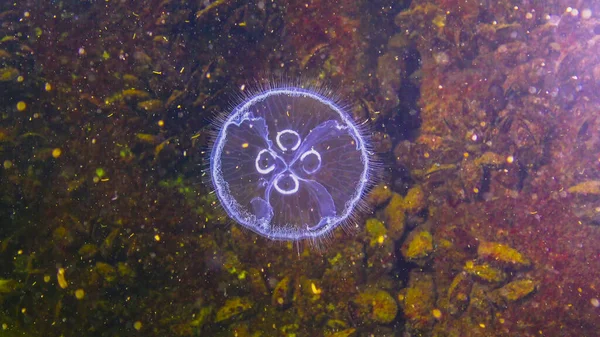 Fauna Mar Negro Aurelia Aurita Geleia Lunar Medusa Lunar Medusa — Fotografia de Stock