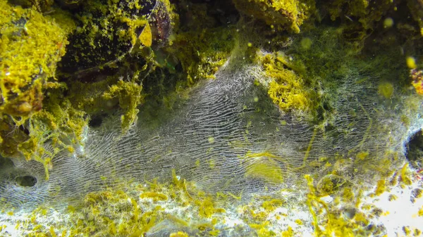 砂の表面に海のファンジ 海の生態 — ストック写真