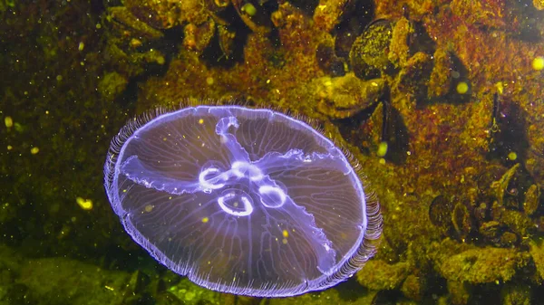 黑海动物 月桂花 月桂花果冻 月桂花水母 普通水母或茶托水母 — 图库照片