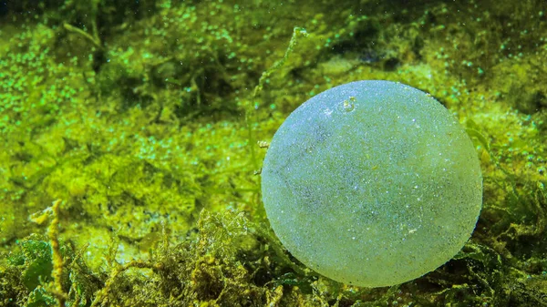 一个粘糊糊的球 上面有多毛海蠕虫的蛋 — 图库照片