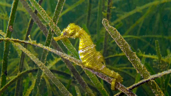 Cal Mare Scurt Botat Hipocampus Hipocampus Grosimile Iarbă Mare Zostera — Fotografie, imagine de stoc