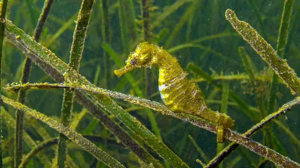 Короткохвостий Морський Кінь Гіпокамп Гіппокамп Ямах Морської Трави Зостера Чорне — стокове фото