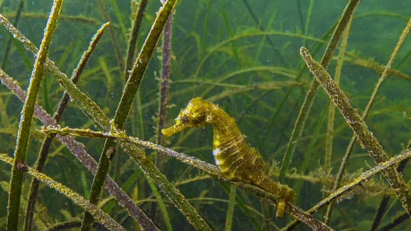 Short Snouted Seahorse Hippocampus Hippocampus Thickets Sea Grass Zostera Black — Stock Photo, Image