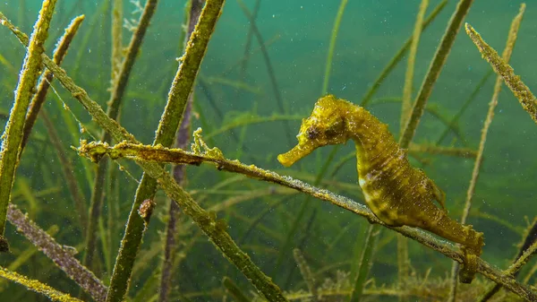 Short Snouted Seahorse Hippocampus Hippocampus Thickets Sea Grass Zostera Black — Stock Photo, Image