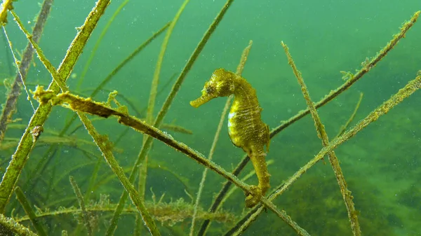 Короткорылый Морской Конёк Hippocampus Hippocampus Зарослях Морской Травы Zostera Черное — стоковое фото