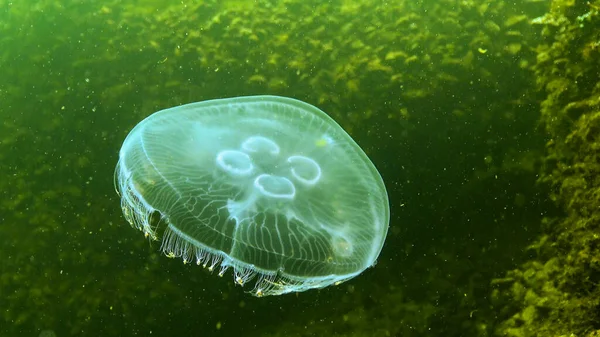 Black Sea Fauna Aurelia Aurita Moon Jelly Moon Jellyfish Common — Stock Photo, Image