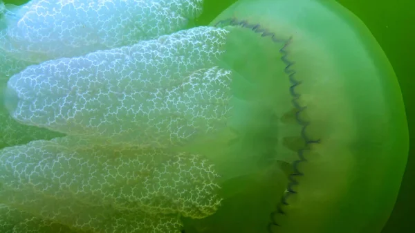 Galleggiante Nello Spessore Dell Acqua Nel Mar Nero Rhizostoma Pulmo — Foto Stock