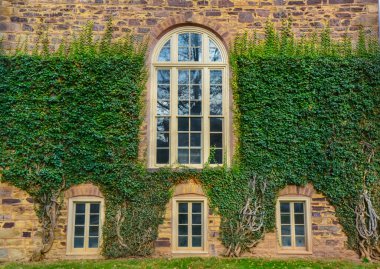 PRINCETON, NJ USA - NOVEMBER 12, 2019: sürünen bitkiler, Princeton Üniversitesi 'nin eğitim binalarının duvarlarında sarmaşık. Peyzaj tasarımı yapan bitkiler. Princeton, NJ