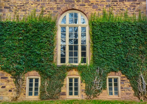 美国新泽西州普林斯顿 2019年11月12日 位于普林斯顿大学教育大楼墙上的爬行植物 常春藤 植物在景观设计中 普林斯顿 新泽西州 — 图库照片