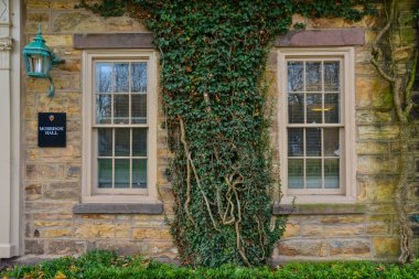 PRINCETON, NJ USA - NOVEMBER 12, 2019: sürünen bitkiler, Princeton Üniversitesi 'nin eğitim binalarının duvarlarında sarmaşık. Peyzaj tasarımı yapan bitkiler. Princeton, NJ