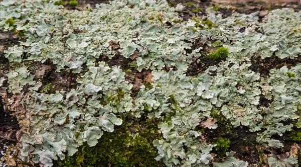 Lichens, moss and mushrooms on a rotten tree