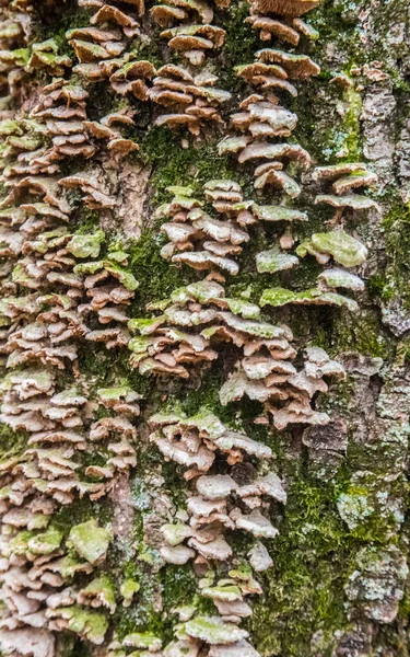 Çürümüş Ağaçta Lichens Yosun Mantar — Stok fotoğraf