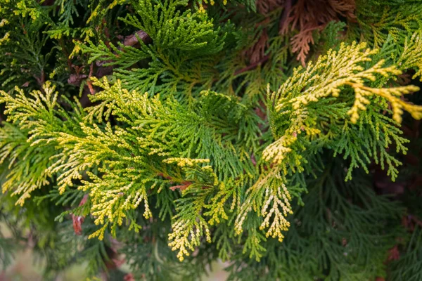 Planta Coníferas Ramo Verde Com Bordas Amarelas Biota Oriental — Fotografia de Stock