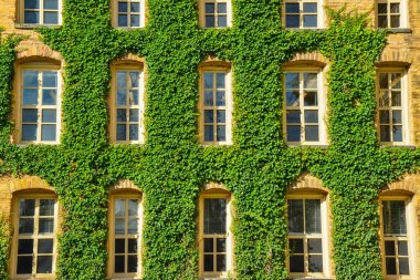 PRINCETON, NJ USA - 12 Kasım 2019: binaların çoğunu kaplayan yeşil sarmaşık büyümesi. Princeton Üniversitesi, ABD 'nin New Jersey şehrinde bulunan özel bir üniversitedir.