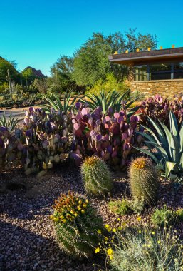 Farklı türlerden bir grup kaktüs. Büyük bir Ferocactus kaktüsünün tepesinde tohumlu sarı meyveler. Arizona, ABD