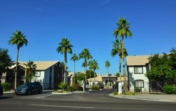 Eua Phenix Arizona Novembro 2019 Palmeiras Altas Perto Edifícios Apartamentos — Fotografia de Stock