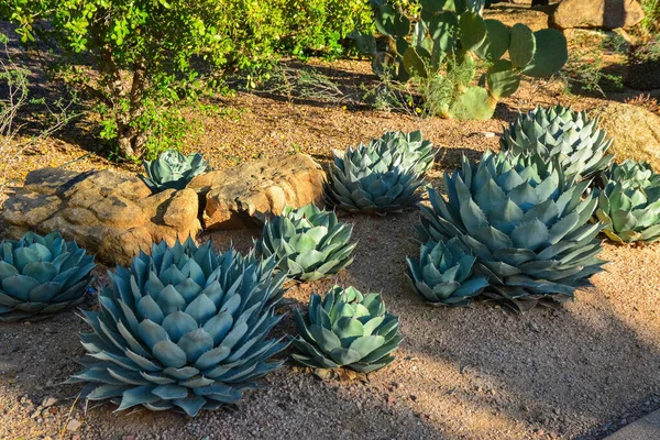 Eua Phenix Arizona Novembro 2019 Grupo Plantas Suculentas Agave Opuntia — Fotografia de Stock