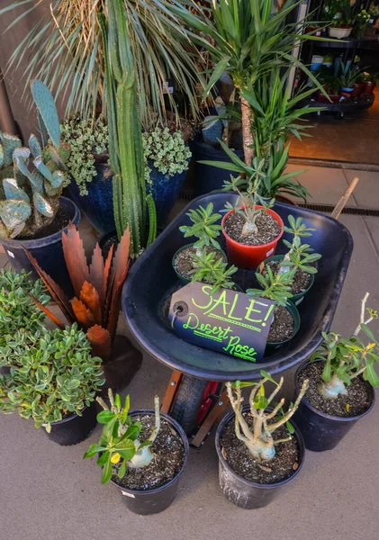 Usa Phenix Arizona Novembre 2019 Magasin Vendant Différents Types Cactus — Photo