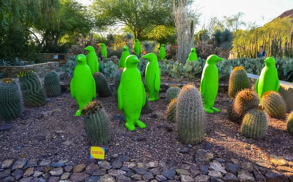 Abd Phenix Arizona November 2019 Phoenix Arizona Botanik Bahçesindeki Farklı — Stok fotoğraf