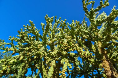 Kaktüs. Cane Chola Cylindropuntia gökyüzünün arka planında. Arizona, ABD