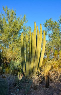 Agave ve Opuntia kaktüslerinden oluşan sulu bir grup Phoenix, Arizona, ABD 'deki botanik bahçesinde.