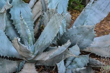 Phoenix, Arizona 'da bir botanik bahçesinde.