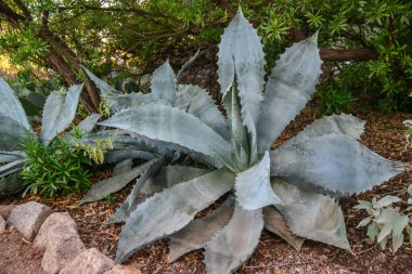Phoenix, Arizona 'da bir botanik bahçesinde.