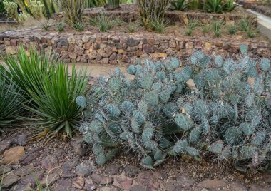 Phoenix Botanik Bahçesi, Arizona, ABD 'deki bir grup lezzetli Opuntia kaktüsü.