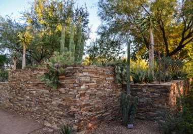 Phoenix Botanik Bahçesi, Arizona, ABD 'de bir grup sulu bitki ve kaktüs.