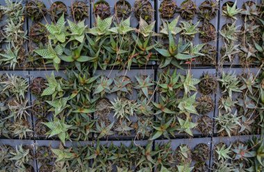 ABD, PHENIX, ARIZONA 17 Kasım 2019: Phoenix Botanik Bahçesi, ABD